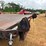 2005-sterling-t/a-flatbed-truck-image-11