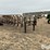 2011-better-built-6n-12-bale-t/a-hay-trailer-image-3