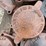 #5084-•-pallet-of-cast-iron-covers-image-9
