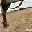 2011-better-built-6n-12-bale-t/a-hay-trailer-image-15