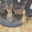2006-wacker-neuson-rd27-120-image-5