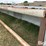calf-shed-image-10