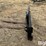 pallet-forks-image-8
