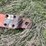 allis-chalmers-20-image-13