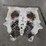 speckled-black-hide-image-6