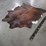 dark-brindle-hide-image-7