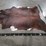 dark-brindle-hide-image-6