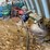 farm-supplies-**sold-onsite-only,-no-online-bids-will-be-accepted**-image-6