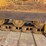 2002-caterpillar-d6m-lgp-image-24
