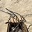 john-deere-1770nt-image-3