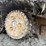 2021-caterpillar-d5-lgp-image-14