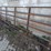 #5477-•-heavy-duty-cattle-gate-image-1
