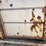 #2010-•-2004-corn-pro-16'-tandem-axle-livestock-trailer-(has-wi-title)-image-30