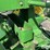 1955-john-deere-70-image-11