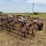 22’-graham-hoeme-chisel-image-21