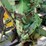 1958-john-deere-620-image-14