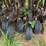 great-plains-solid-stand-20-image-13