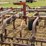 22’-graham-hoeme-chisel-image-25