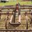 22’-graham-hoeme-chisel-image-24