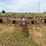 22’-graham-hoeme-chisel-image-1