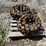 bobcat-310-image-4