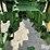 1950-john-deere-mt-image-14