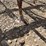 international-chisel-plow---othello,-wa-image-9
