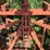 sunflower-5033-27-image-34