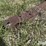kewanee-no.-1020-disk-image-9