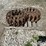 bobcat-310-image-2
