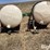 wylie-200-image-2