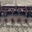 parma-6-row-beet-topper---prosser,-wa-image-1
