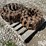 bobcat-310-image-3