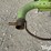 2012-claas-liner-2800-image-11
