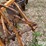 allis-chalmers-5-image-11
