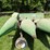 john-deere-8-image-24