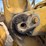 caterpillar-950f-image-22