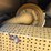 caterpillar-d4h-lgp-image-44