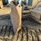 caterpillar-d4h-lgp-image-9