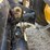caterpillar-242d3-image-12