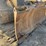 caterpillar-d4h-lgp-image-10
