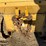 caterpillar-d4g-lgp-image-32
