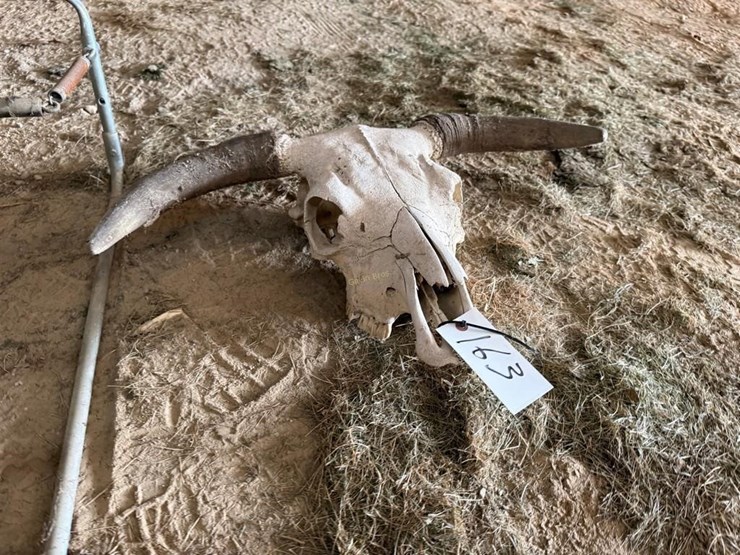 cow-skull-image-3