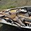 landau-pro18-hin-lb091471b898-with-bear-trailer-vin-41ybb2014w1003263-image-8