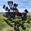 2016-case-ih-2016-image-5