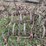 #9579-•-4-section-spring-tooth-image-3