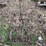 #9579-•-4-section-spring-tooth-image-5