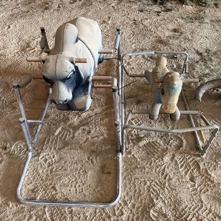 Riding Horse & bull
