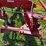 case-ih-720-image-10
