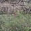#9579-•-4-section-spring-tooth-image-1